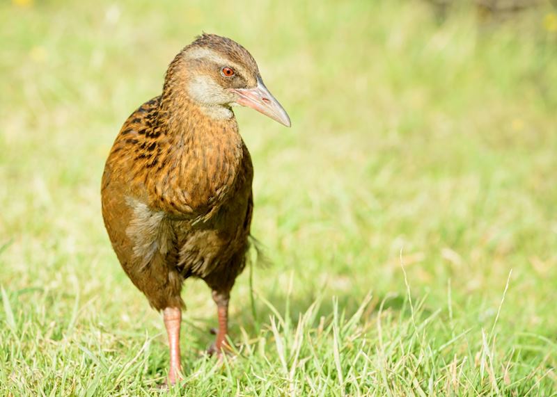 Weka, native to New Zealand