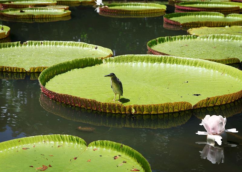 Pamplemousses Botanical Gardens, Mauritius