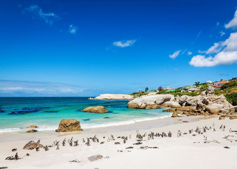 Penguins at Boulders Beach, Cape Town
