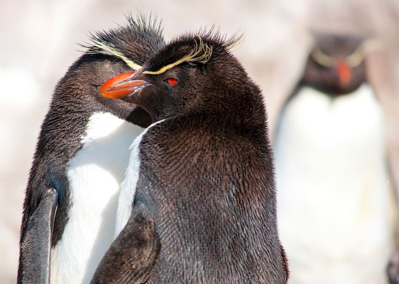 Rockhopper penguins, Ushuaia