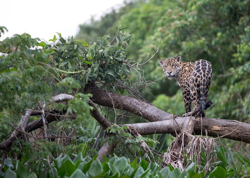 Jaguar, Pantanal
