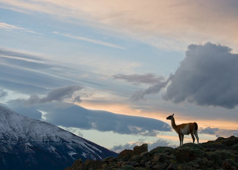 Vicuna, Puerto Natales, Chile