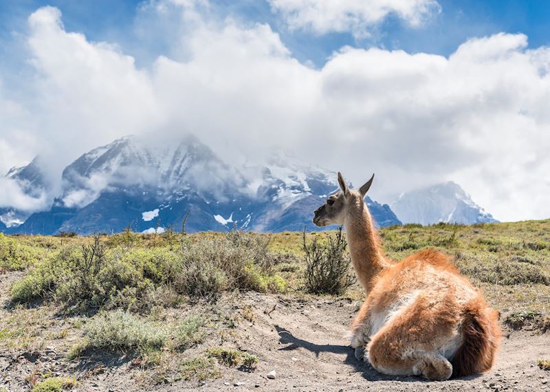 Vicuna, Puerto Natales, Chile
