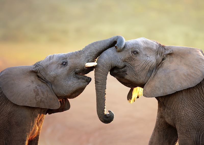 Baby elephants at the Addo National Park