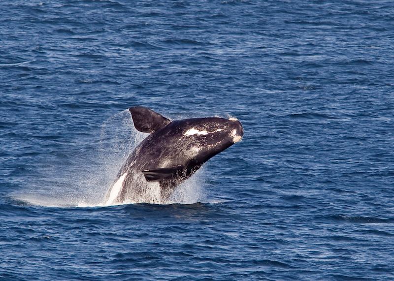 A whale during the whale season in Hermanus, South Africa