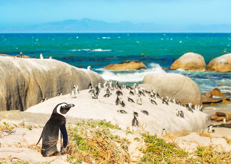 Penguins at Boulders Beach, Cape Town