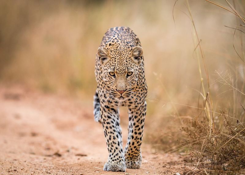 A leopard in the Kruger National Park, South Africa