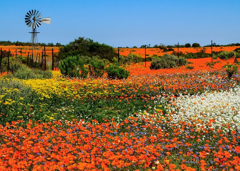 The flowers in Namaqualand, South Africa