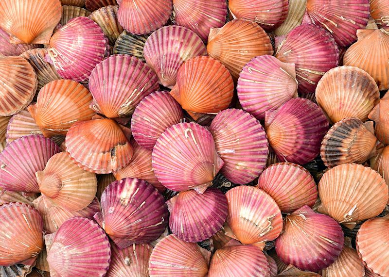 Shells, Honfleur