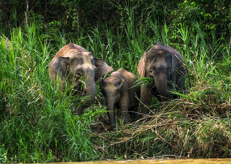 Wild pygmy elephants, Malaysian Borneo