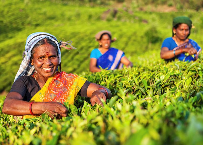 Tea pluckers, Munnar