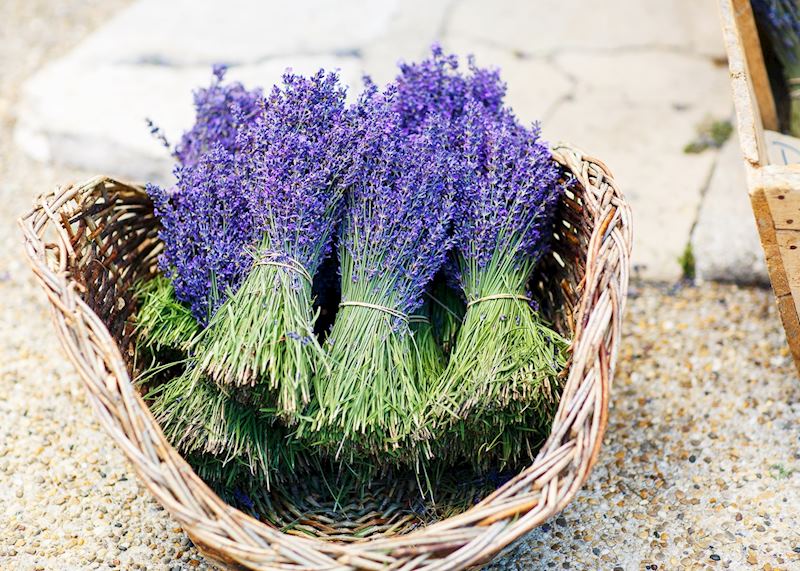 Bunches of lavender, Gordes