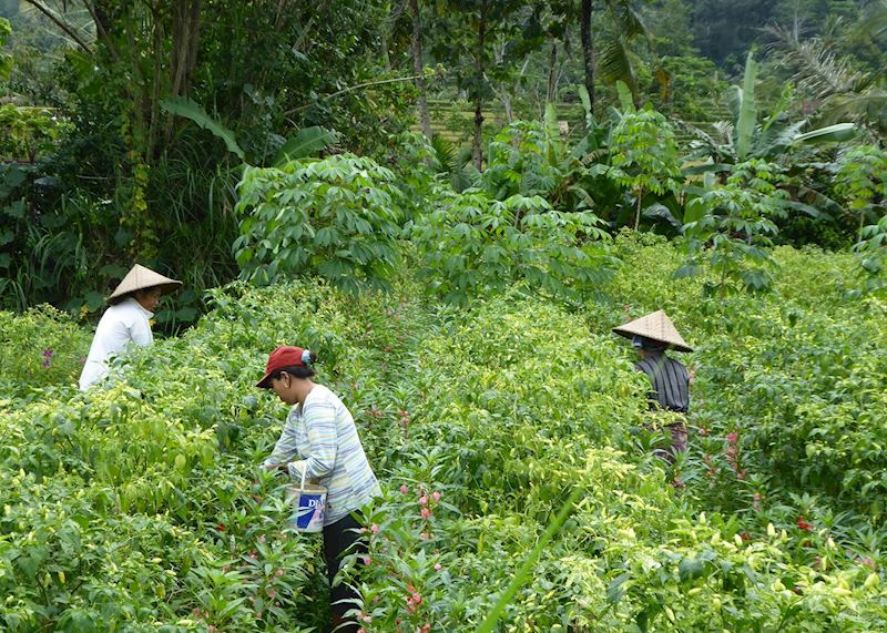 Locals working in the fields around Sidemen