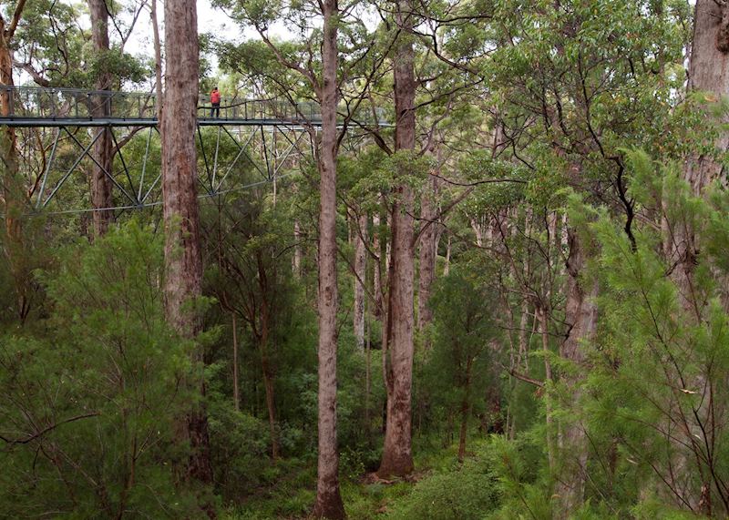 Valley of the Giants Treetop Walk, Pemberton