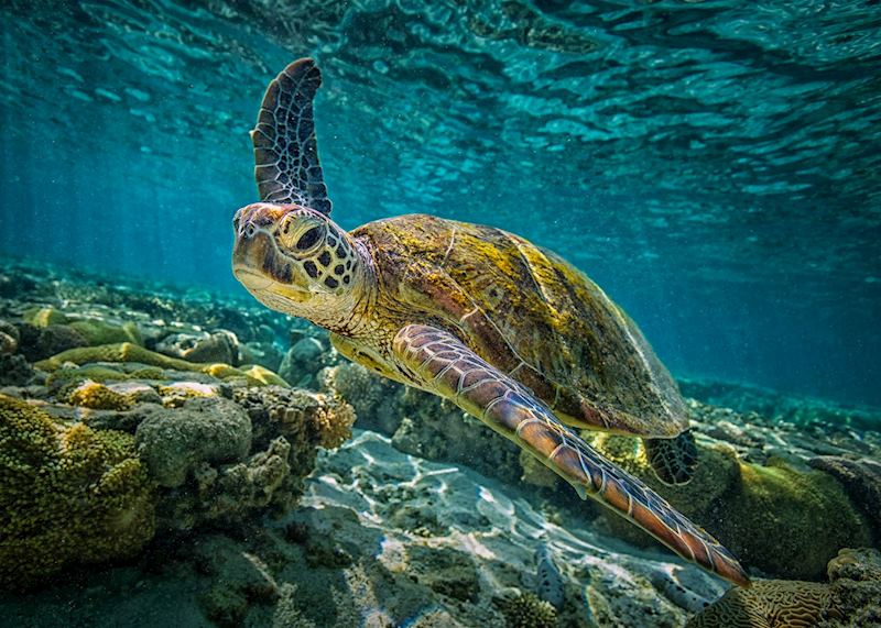 Green Turtle, Great Barrier Reef