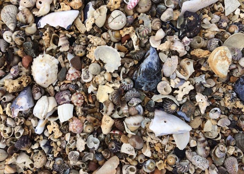 Shells, Saint-Malo