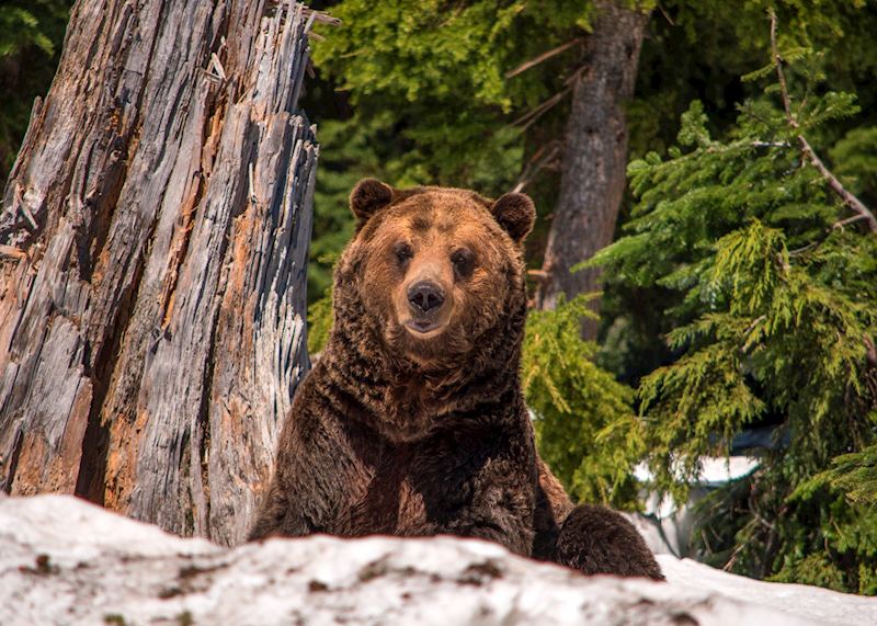 Grizzly bear, British Columbia, Canada