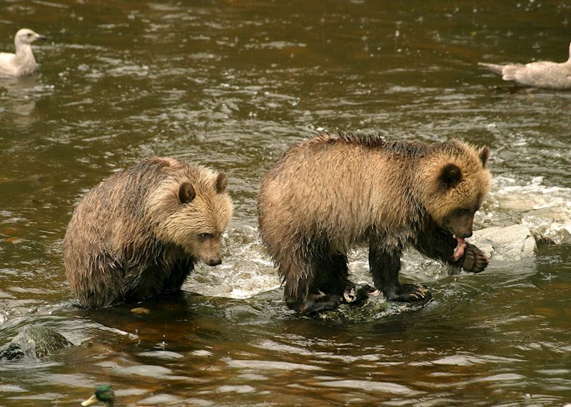 Grizzly bears at Knight Inlet Lodge