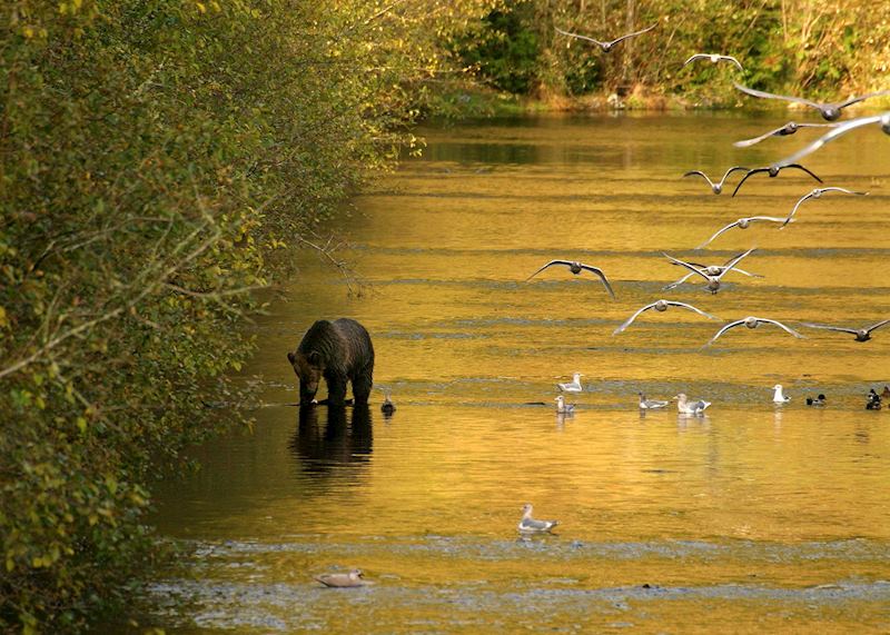 Bears and birds at Knight Inlet Lodge