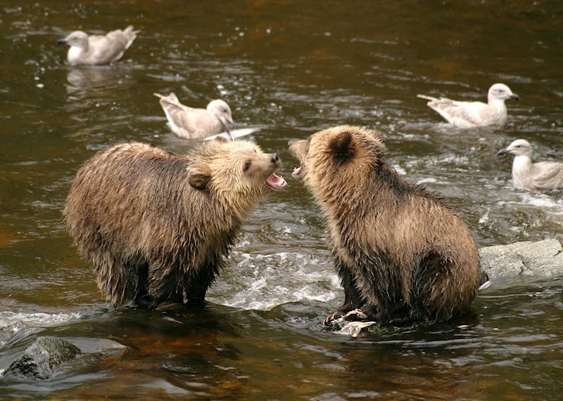 Bears at Knight Inlet Lodge