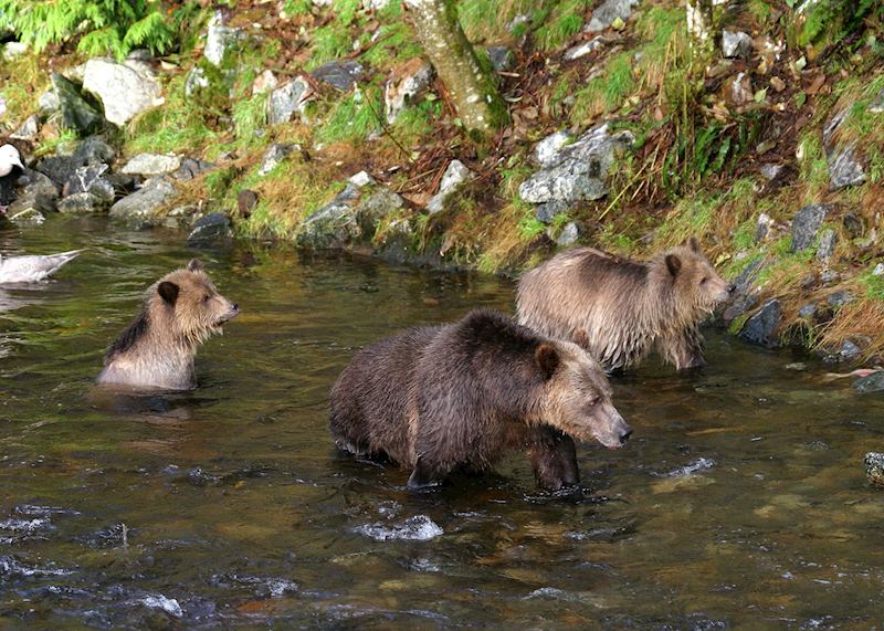 Bears at Knight Inlet Lodge, Knight Inlet