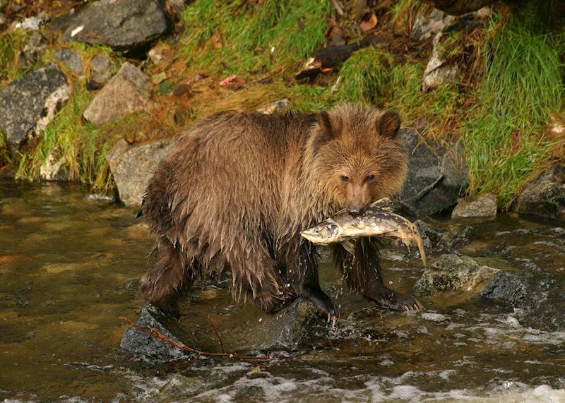 Bear at Knight Inlet Lodge, Knight Inlet