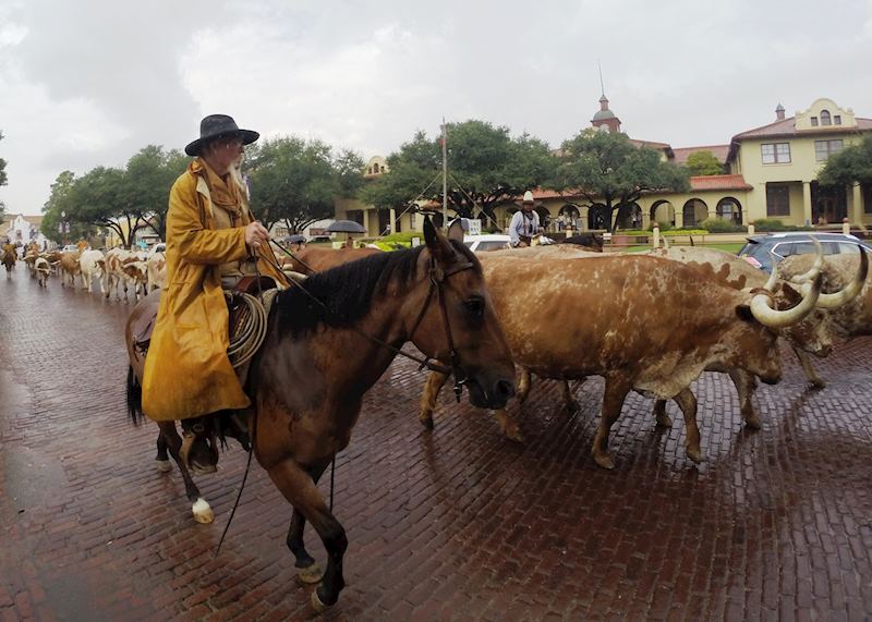 Fort Worth Cattle Drive