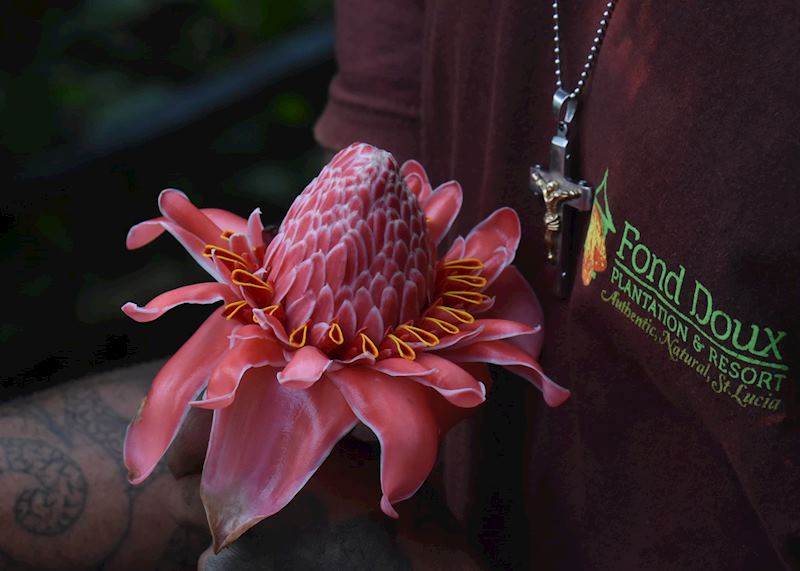 Flower, Fond Doux, Saint Lucia