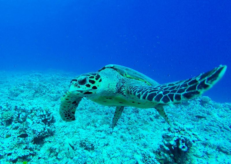 Turtle, Bora Bora, French Polynesia