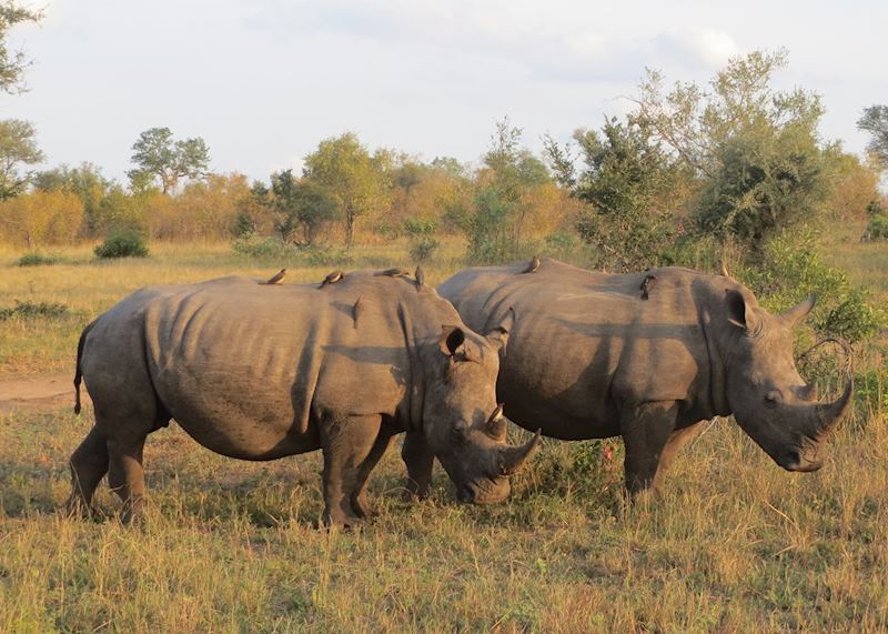 White rhino