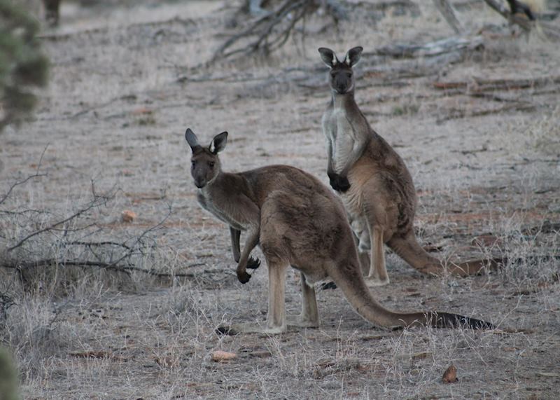 Kangaroos in Flinders Ranges