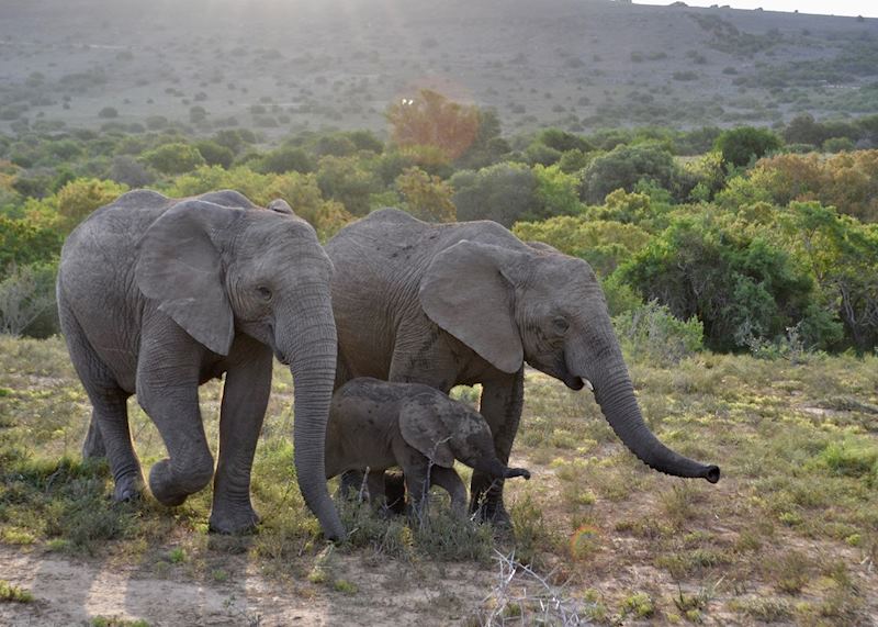 Elephant Family - Amakhala Game Reserve