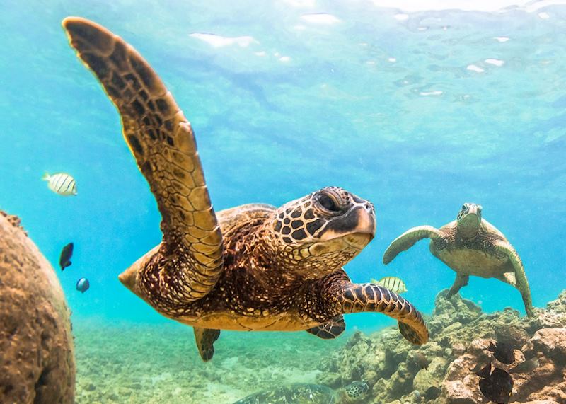 Green sea turtles - Hawaii