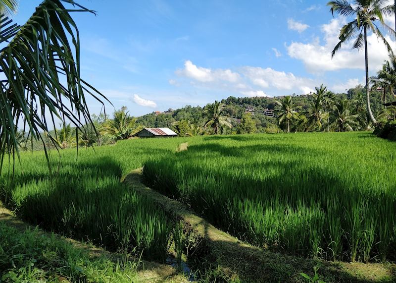Rice Terraces in Munduk