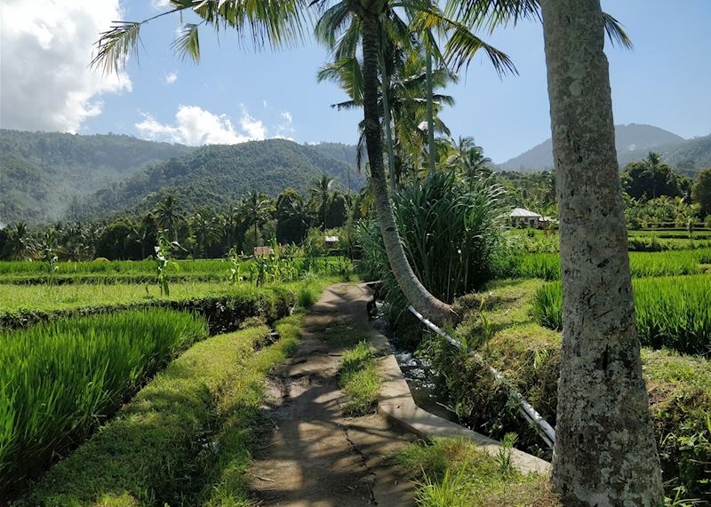 Rice terraces in Mundul