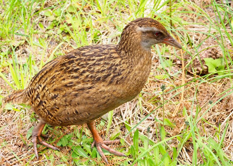 Weka