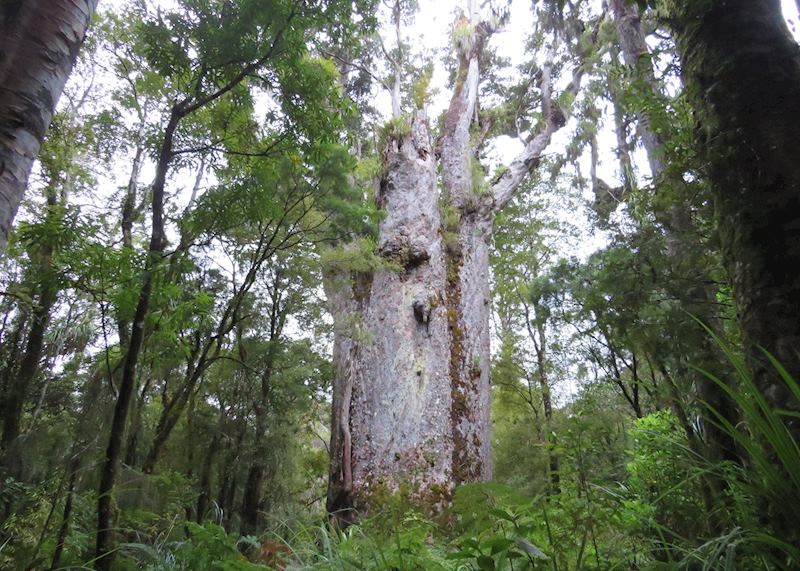 Te Matua Ngahere (Kauri tree)