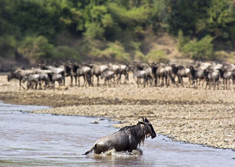 Wildebeest in the Serengeti