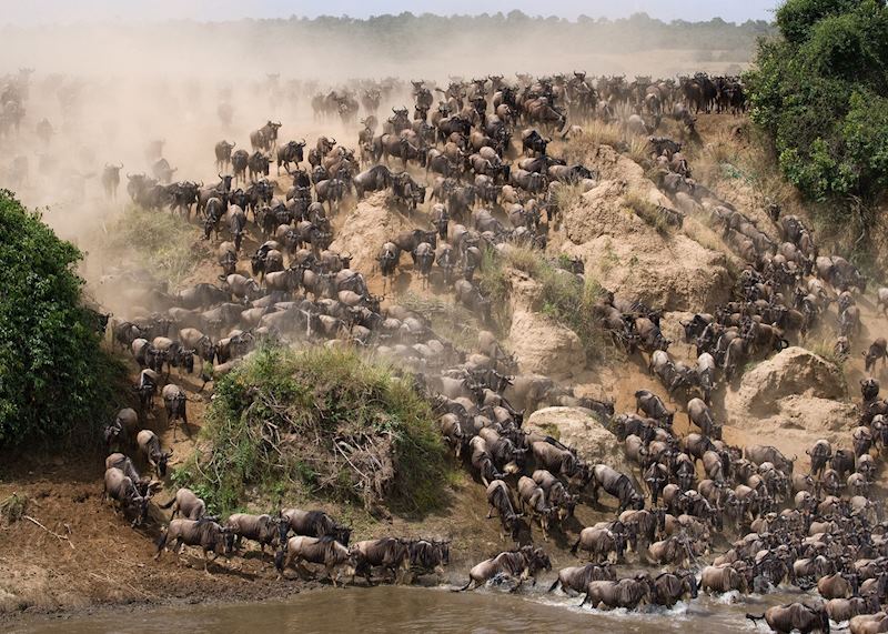 Wildebeest at the Mara River