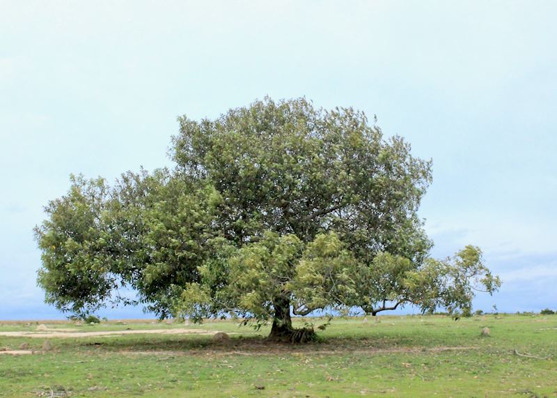 Los llanos outside of Yopal
