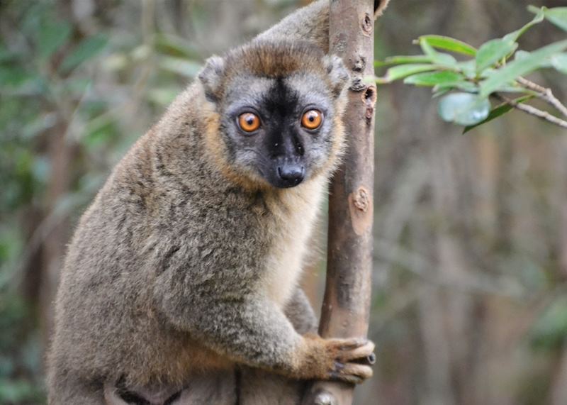 Lemur Island, Andasibe