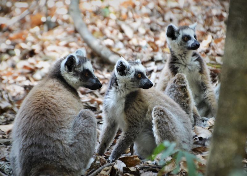 Ring-tailed lemur, Isalo National Park