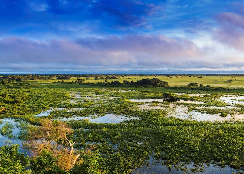 Pantanal