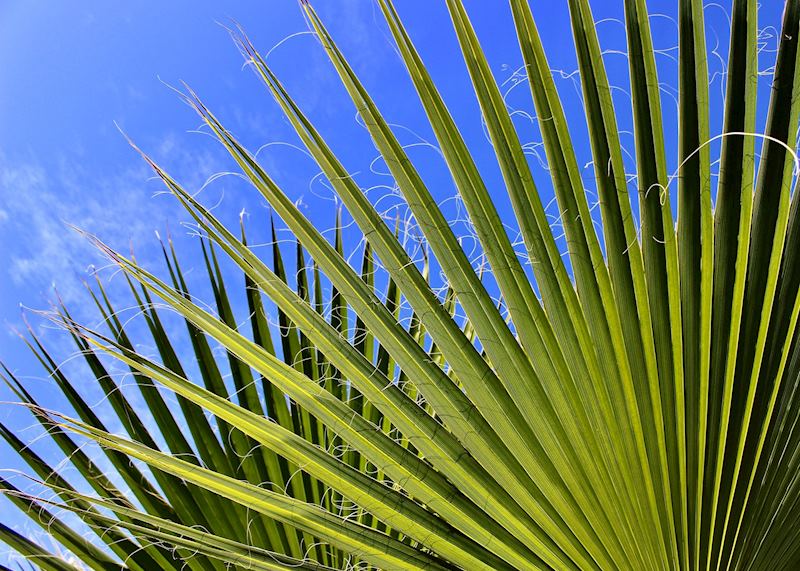 Fan of palms at Majorelle gardens