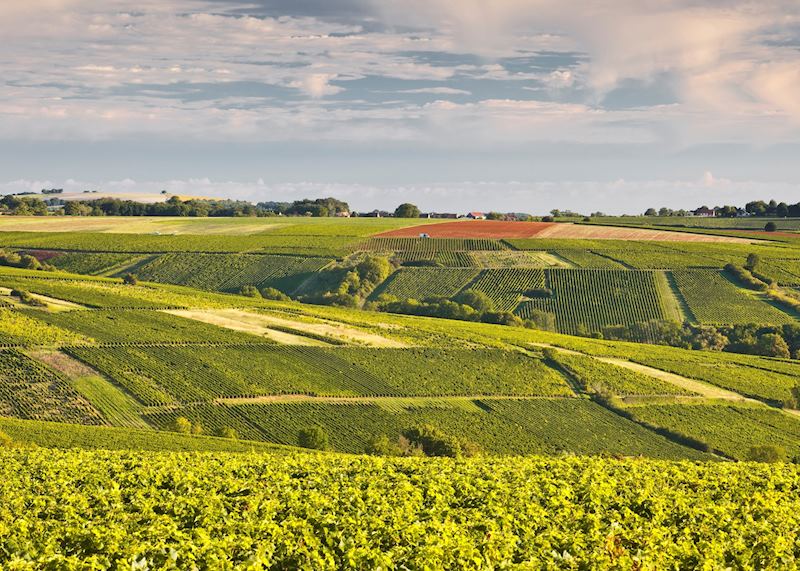 Lush landscape, Loire Valley