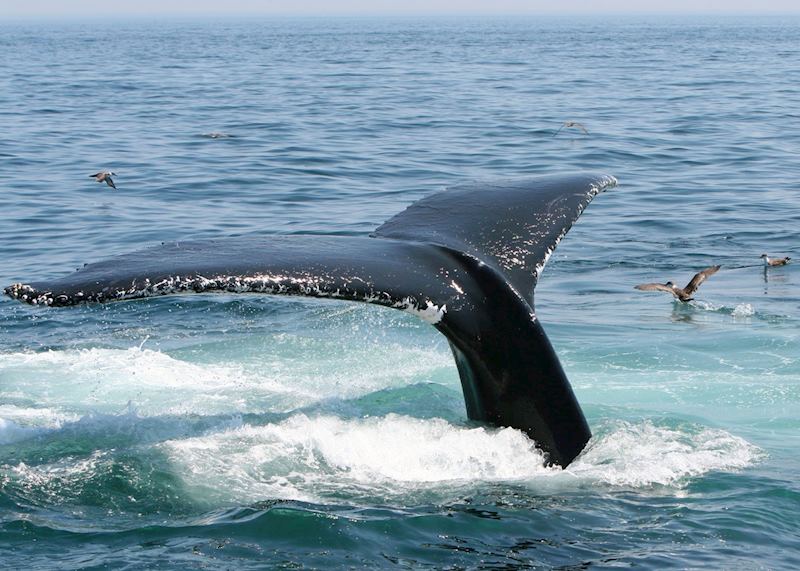 Cape Cod whale sighting