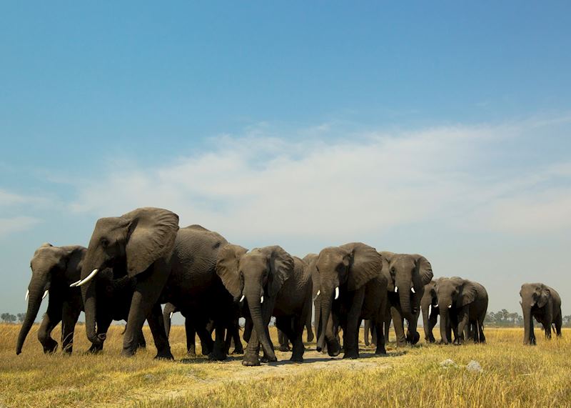 Selinda elephant on the move