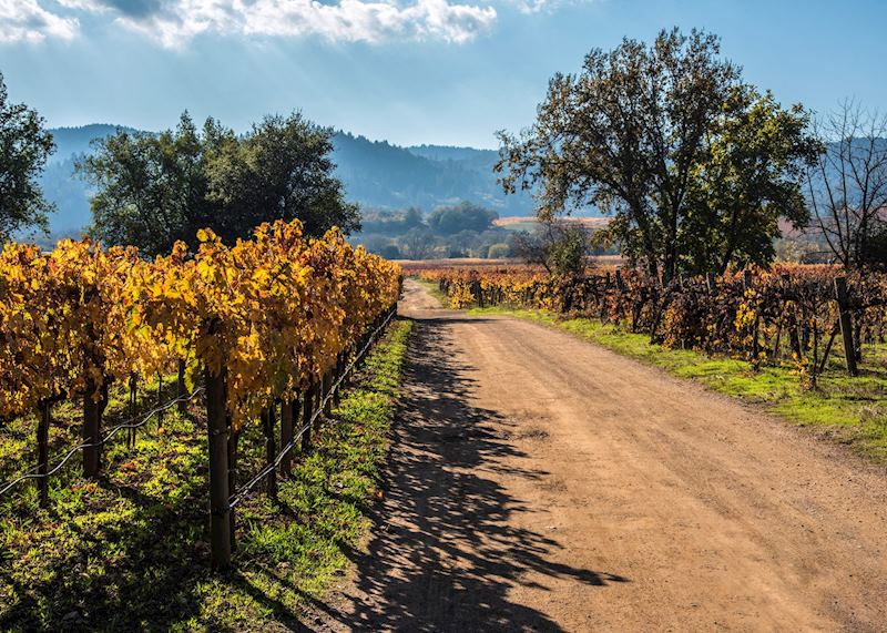 Sonoma vineyards