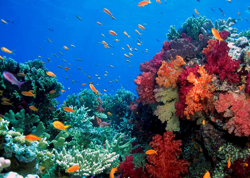 French Polynesia coral reef