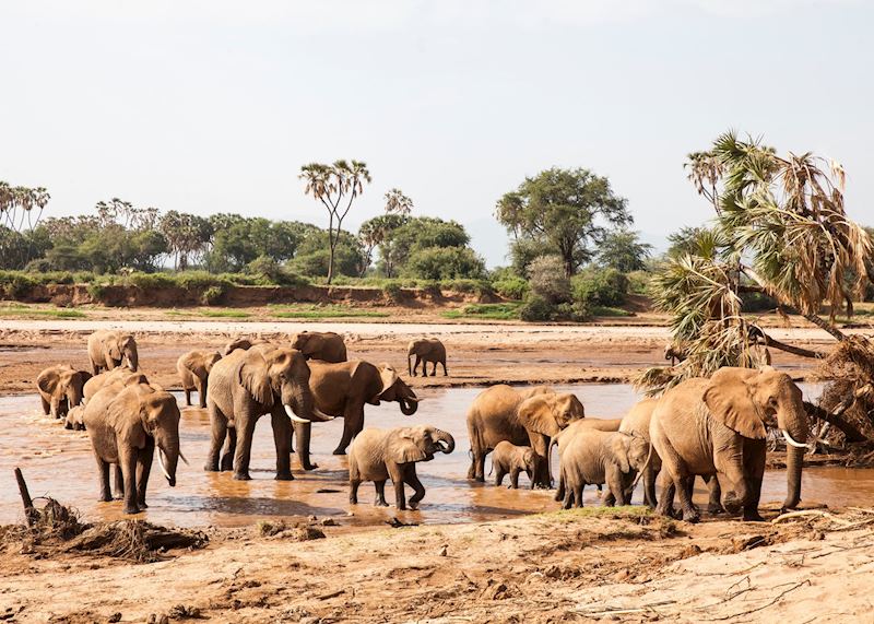 Elephants crossing the Uaso Nyiro River